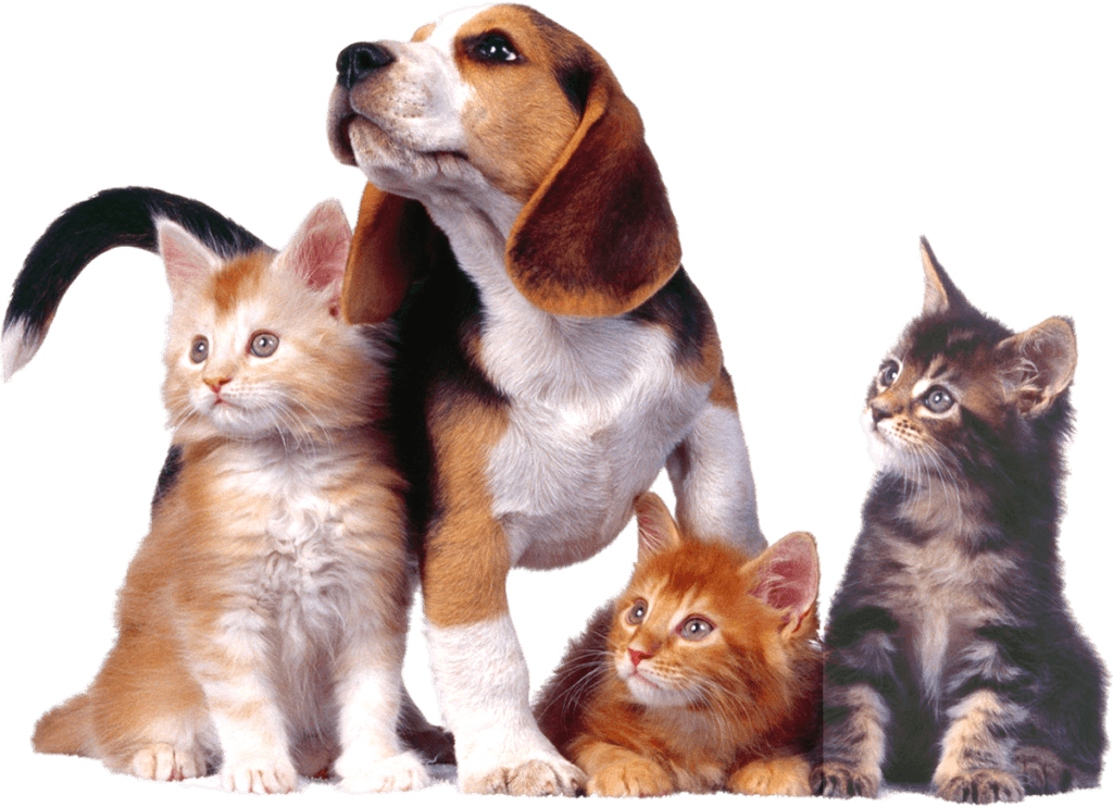 Hund und Kätzchen sitzen friedlich zusammen – Tierarzt Dulovic betreut alle Haustiere.