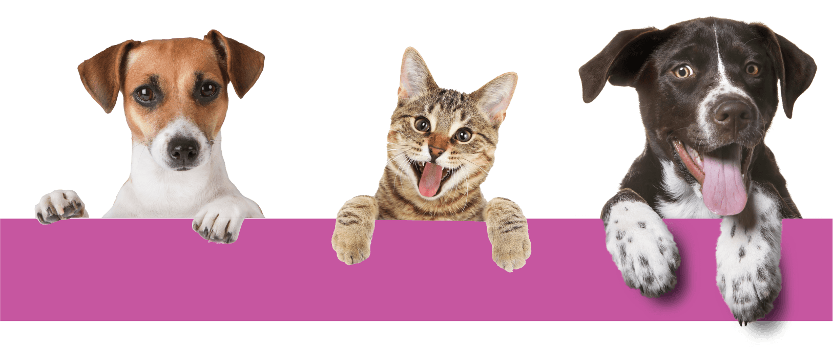 Drei süße Tiere zusammen auf einem Banner: ein Hund, eine Katze und ein weiterer Hund.